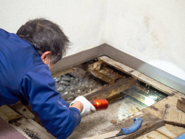 Best Toxic Mold Removal  in North Bend, WA