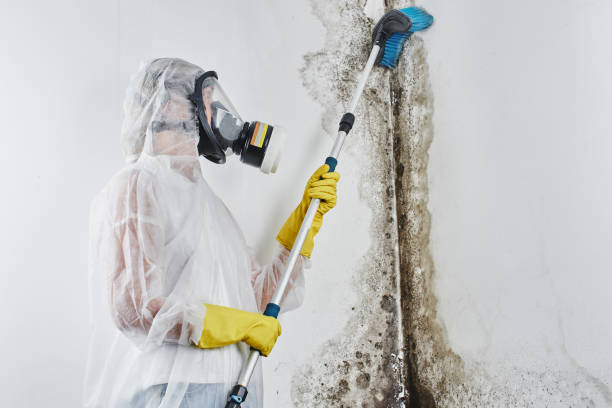 Best Crawl Space Mold Removal  in North Bend, WA