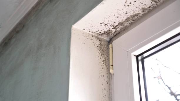 Best Mold Removal Company Near Me  in North Bend, WA