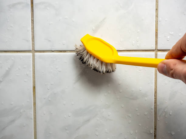 Best Home Mold Removal  in North Bend, WA