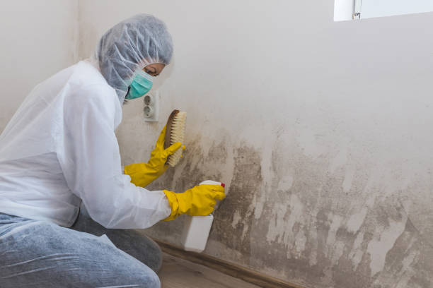 Best Mold Removal Specialists  in North Bend, WA