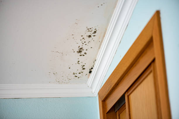 Best Mold Cleaning Services  in North Bend, WA