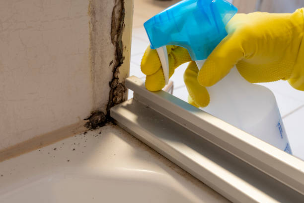 Best Mold Remediation  in North Bend, WA