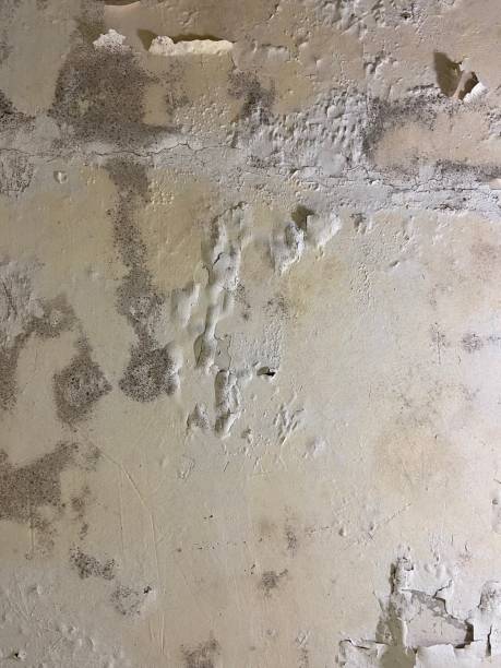 Best Commercial Mold Removal  in North Bend, WA