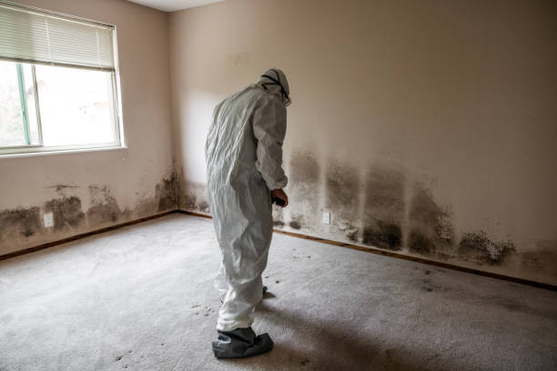 Mold Removal and Inspection in North Bend, WA
