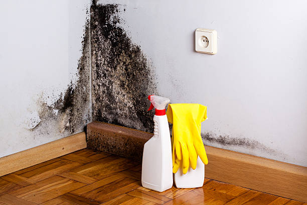 Best Toxic Mold Removal  in North Bend, WA