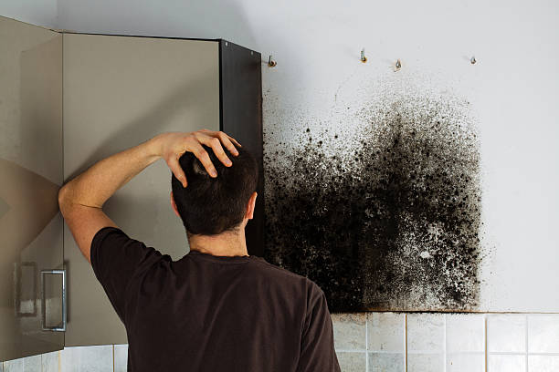 Best Professional Mold Removal  in North Bend, WA
