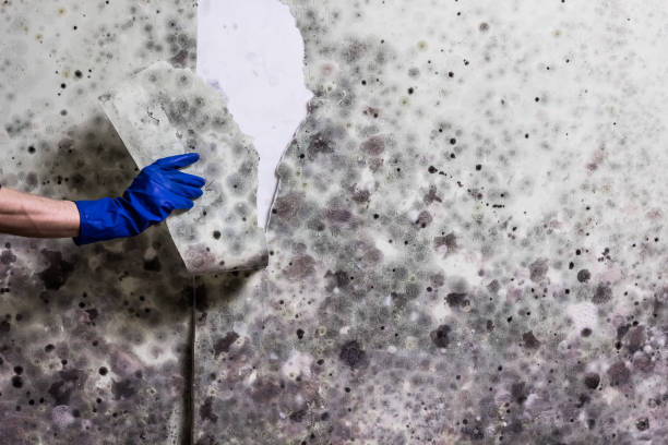 Best Affordable Mold Removal  in North Bend, WA