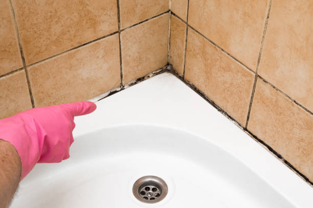 Certified Mold Removal in North Bend, WA
